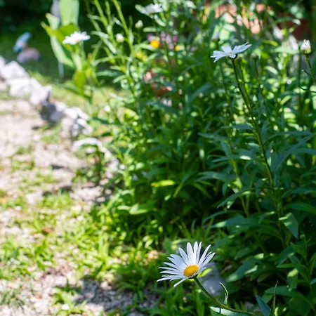 아파트 Barbat 4977a